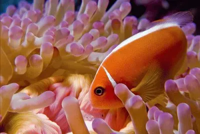 Amphiprion perideraion