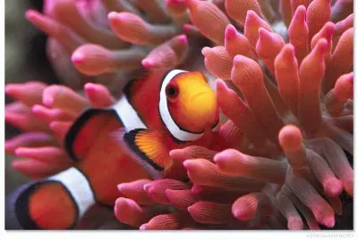 Amphiprioninae