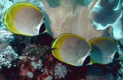 Chaetodon adiergastos jigsaw puzzle
