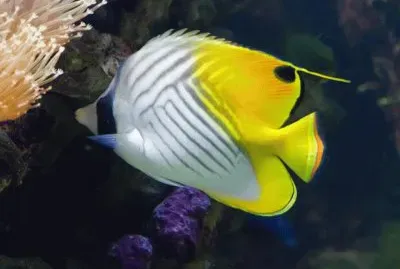 Chaetodon auriga jigsaw puzzle
