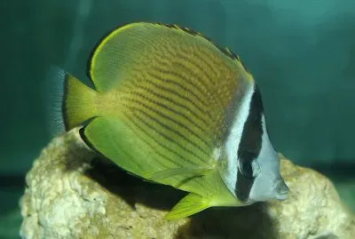 Chaetodon auripes jigsaw puzzle