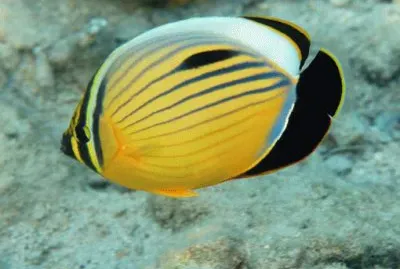 Chaetodon austriacus jigsaw puzzle
