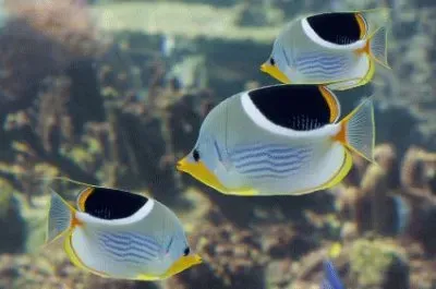 Chaetodon ephippium jigsaw puzzle