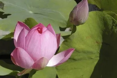 Lotus Flowers