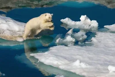 Jumping Polar Bear  Svalbard  Norway 's Artic area