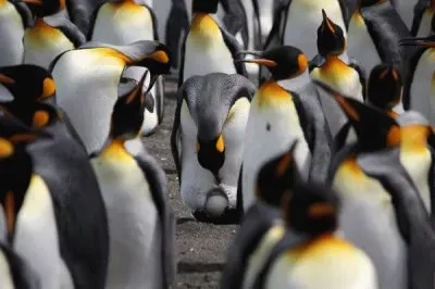 Emperor Penguins  Antartica