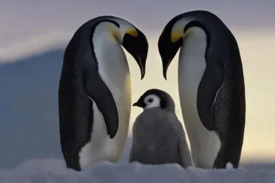 Proud Parents  Antartica