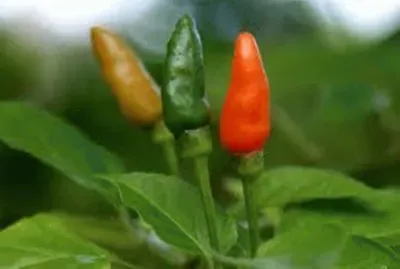 פאזל של Pimenta