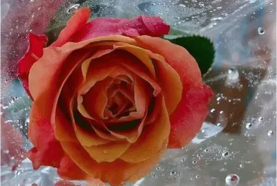 Rosa
