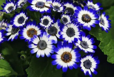 Cineraria