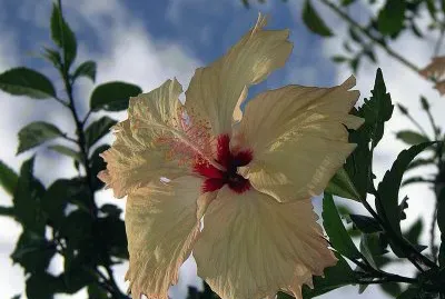 Hibiscus