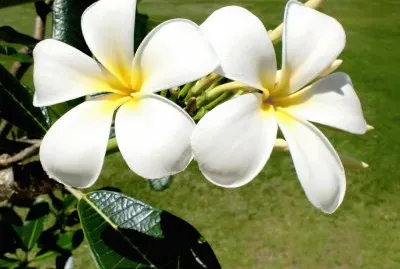 Beautiful Flower  Fiji