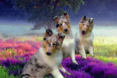Blue Merle Rough Collie Puppies