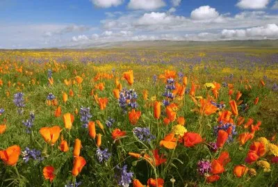 Colorful Landscape
