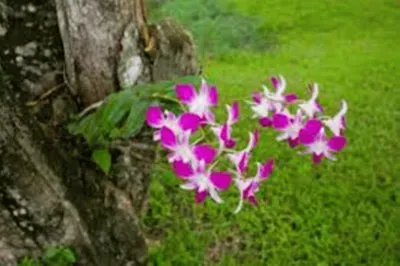 פאזל של Orquidea
