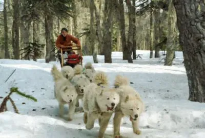trineo empujado por perros samoyedo