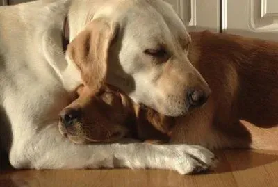 cÃ£es