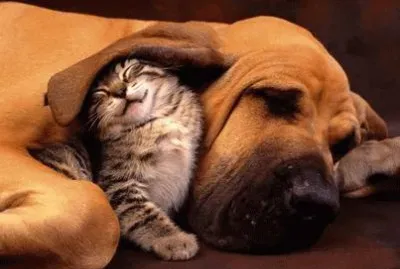 cÃ£o e gato