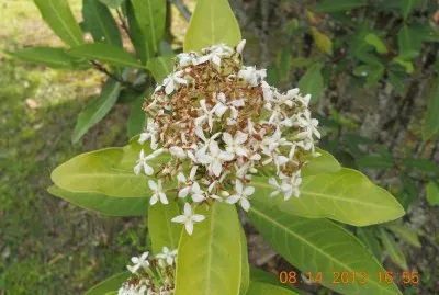 פאזל של flores