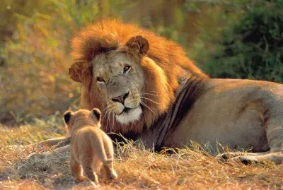 leones