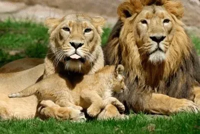 leones
