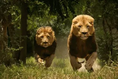 leones
