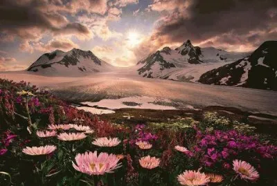 Wildflowers of Alaska