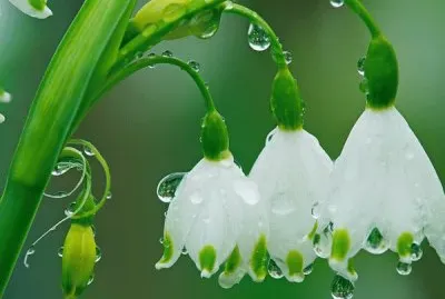 Snowdrops in the rain