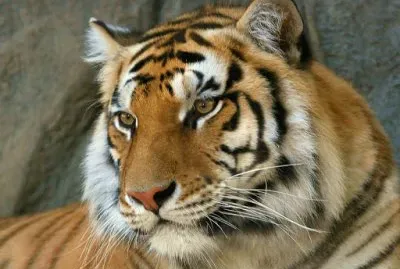 פאזל של tigres