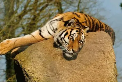 פאזל של tigres