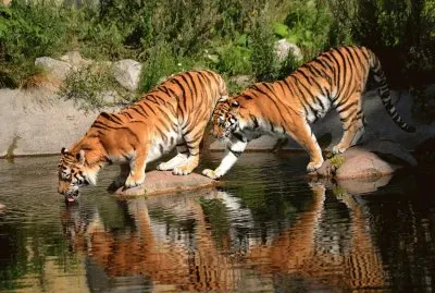 פאזל של tigres