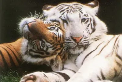 tigres jigsaw puzzle
