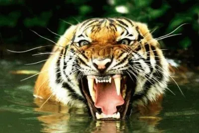 tigres jigsaw puzzle