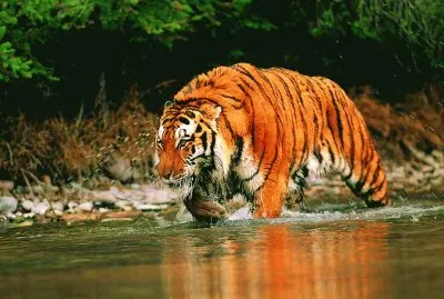tigres jigsaw puzzle
