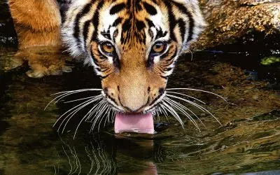 tigres jigsaw puzzle