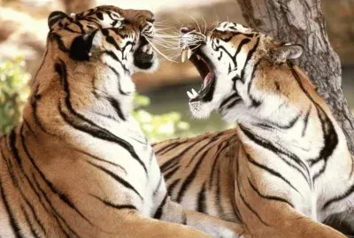 tigres jigsaw puzzle