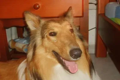 martagargas