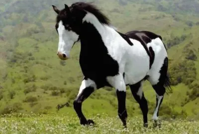 פאזל של Belo cavalo