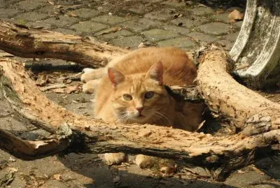 CAT: NOCCIOLINO