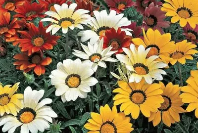 flor jigsaw puzzle