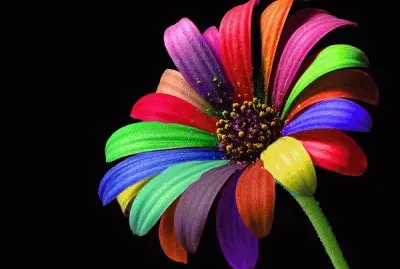 Rainbow Flower jigsaw puzzle