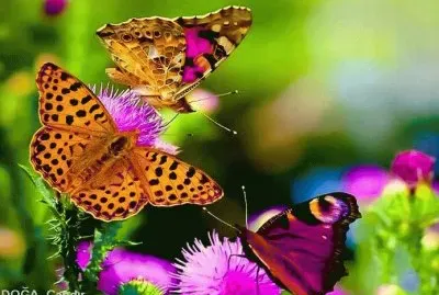 borboletas