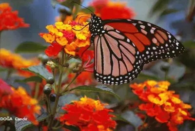 borboleta jigsaw puzzle