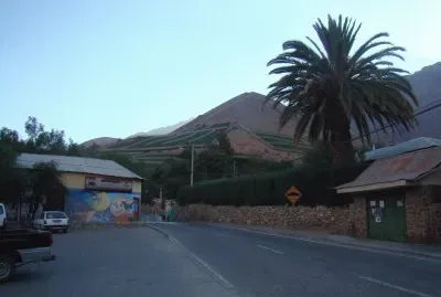 Palmera