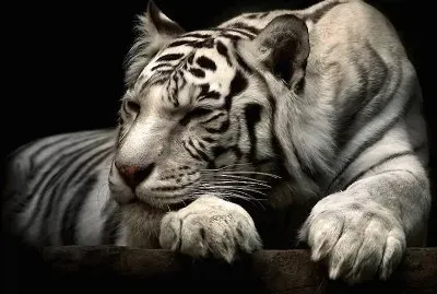 animales felinos