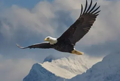 aguila en la montaÃ±a
