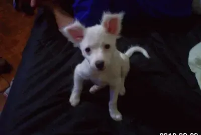 Tango