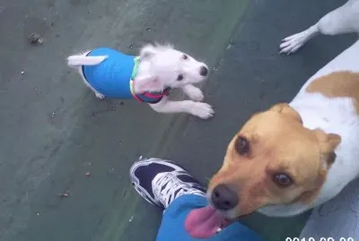Tango al ataque!!!