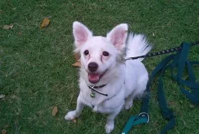 Tango en el pasto