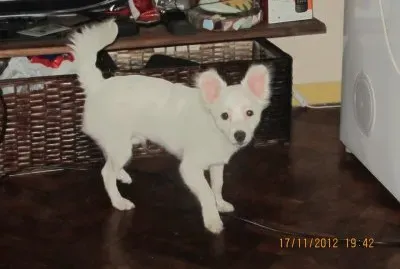 Tango Zorro